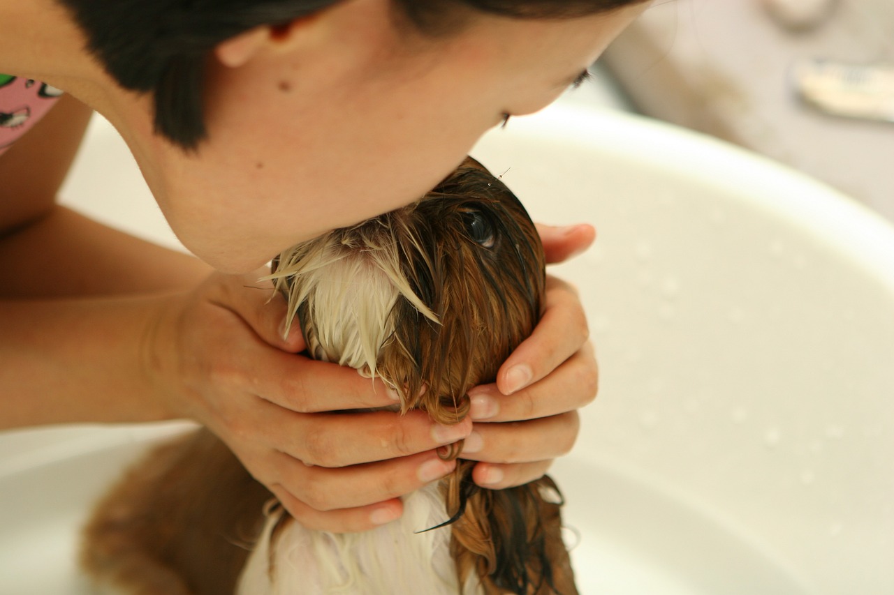 The Best Practices for Grooming Puppies